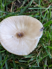 Oudemansiella