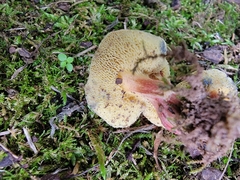 Hortiboletus