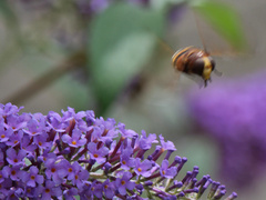 Volucella zonaria