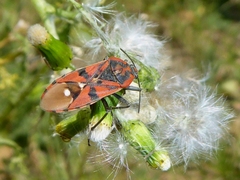 Spilostethus pandurus
