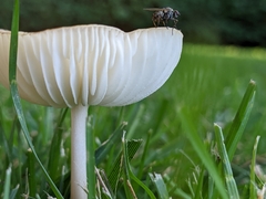 Oudemansiella