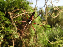 Nephila