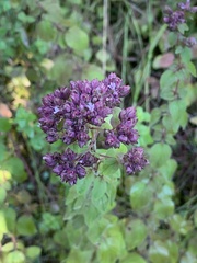 Origanum vulgare