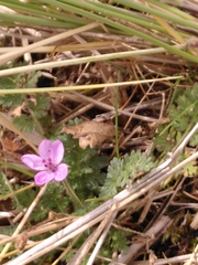 Erodium cicutarium