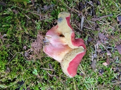 Hortiboletus