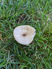 Oudemansiella