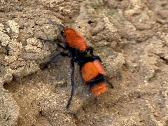 Dasymutilla occidentalis