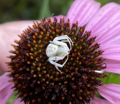 Misumenoides formosipes