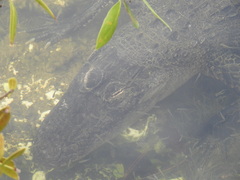 Alligator mississippiensis