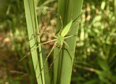 Peucetia formosensis