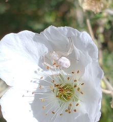 Thomisidae