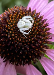 Misumenoides formosipes