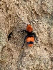 Dasymutilla occidentalis