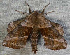 Amorpha juglandis