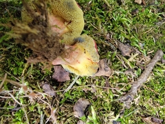 Hortiboletus