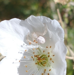 Thomisidae