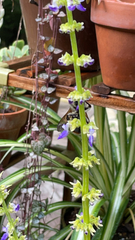Bombus pensylvanicus
