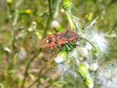 Spilostethus pandurus