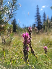 Castilleja lemmonii