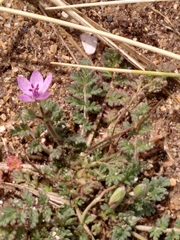 Erodium cicutarium