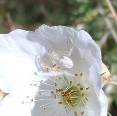 Thomisidae
