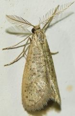 Dissoctena albidella