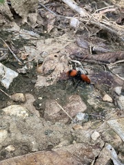 Dasymutilla occidentalis