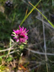 Castilleja lemmonii