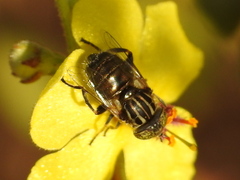 Eristalinus aeneus