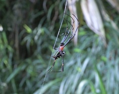 Leucauge tessellata