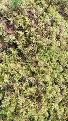 Pleurozium schreberi