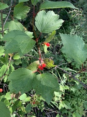 Viburnum edule