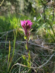 Castilleja lemmonii
