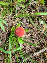 Hortiboletus