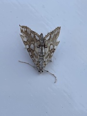 Elophila nymphaeata