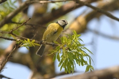 Cyanistes caeruleus