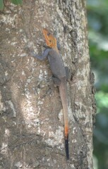 Agama picticauda