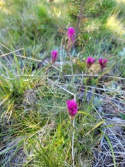 Castilleja lemmonii