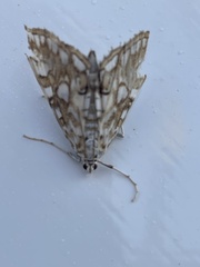 Elophila nymphaeata