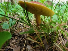 Hortiboletus