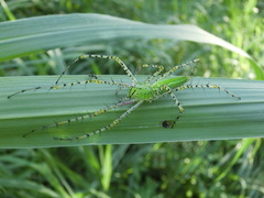 Peucetia formosensis