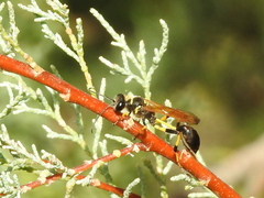 Sceliphron madraspatanum