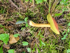 Hortiboletus