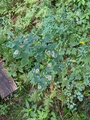 Thalictrum pubescens