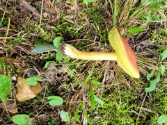 Hortiboletus