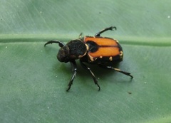 Clinterocera nigra