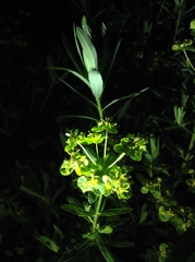 Euphorbia pekinensis