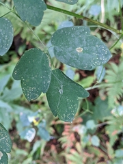 Thalictrum pubescens