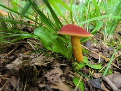 Hortiboletus