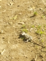 Rattus norvegicus